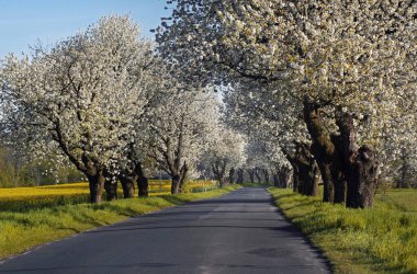Çiçek açan ağaçlarla ve mavi gökyüzüyle bahar manzarası