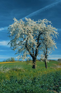 Ağaçlarla ve mavi gökyüzüyle güzel bir bahar manzarası