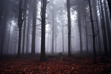 Mysterious foggy forest in the fog