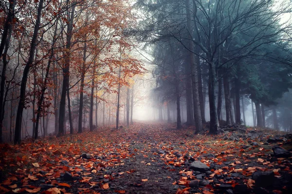 Podzimní Tmavý Les Stromy Listy — Stock fotografie