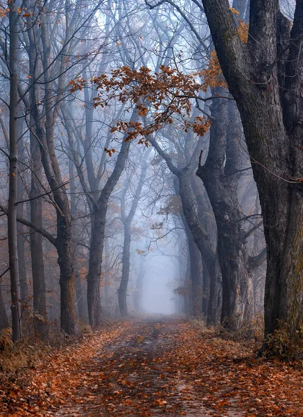 Forêt Automne Dans Brouillard — Photo