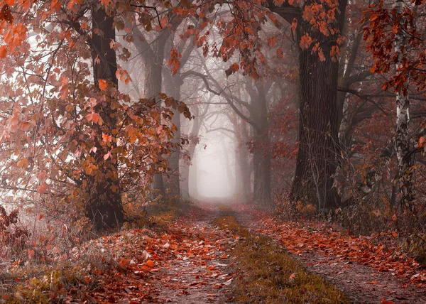 Podzimní Les Stromy Mlhou — Stock fotografie