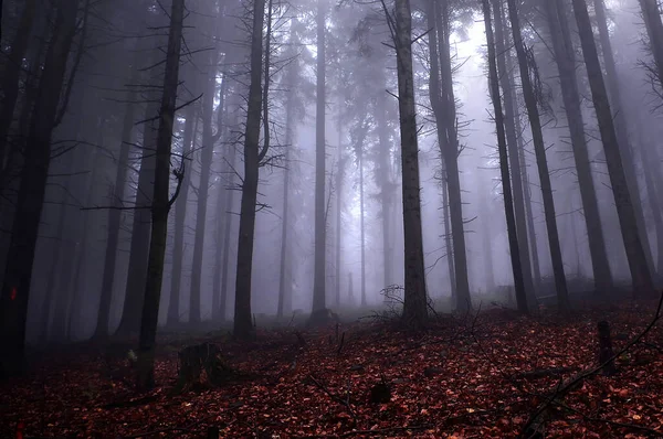 Mysterious Foggy Forest Fog — Photo