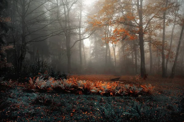 Forêt Automne Dans Brouillard — Photo
