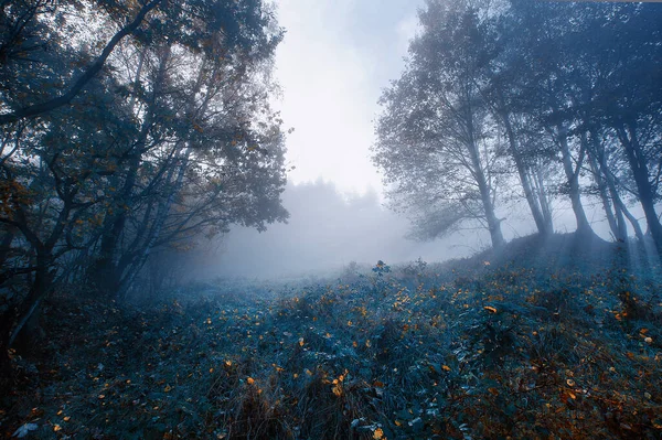Niebla Bosque Niebla — Foto de Stock