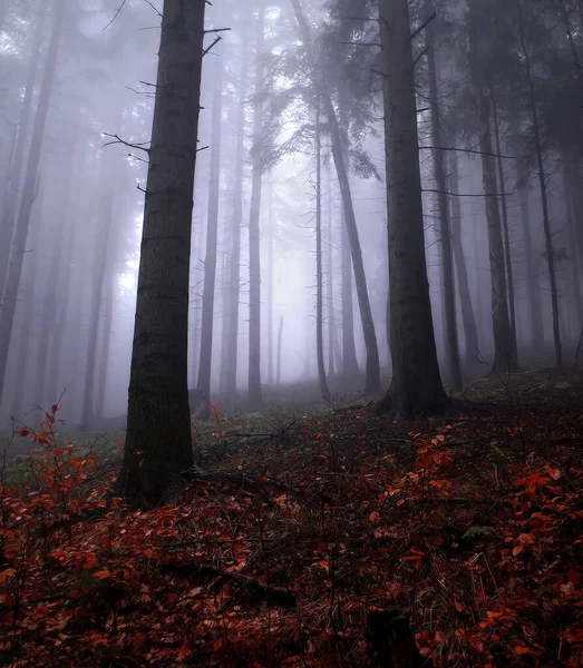 Forêt Brumeuse Dans Brouillard — Photo