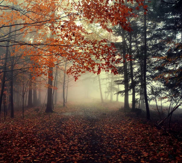 Herbst Dunkler Wald Mit Bäumen Und Blättern — Stockfoto