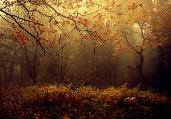 Autumn forest with trees and leaves