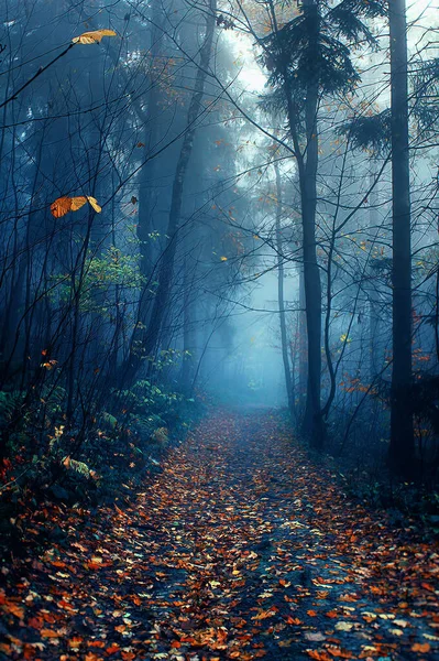 Podzimní Mlhavý Les Stromy Listy — Stock fotografie