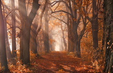 Autumn alley of trees, misty forest landscape