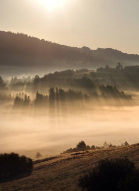 Autumn misty landscape with trees