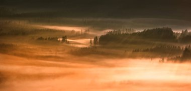 Autumn misty landscape with trees, fog in morning