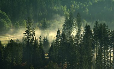 Misty forest landscape. Fog trees forest