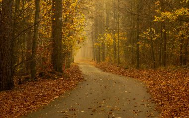 Autumn misty landscape with trees, fog in morning