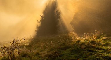 Autumn misty landscape with trees