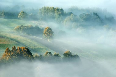 Autumn misty landscape with trees