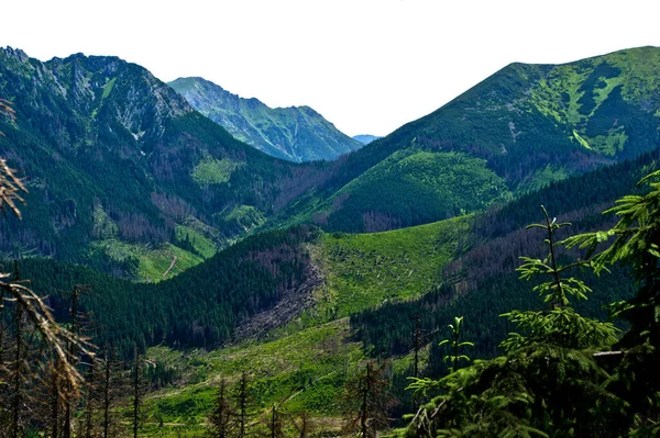 Tatra Montagne Paesaggio Paesaggio Verde — Foto Stock