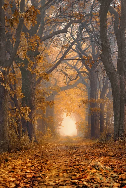 Podzimní Ulička Stromů Mlhavý Les — Stock fotografie