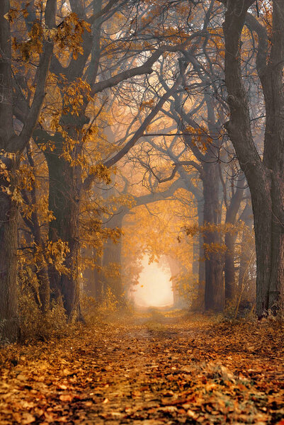 Autumn alley of trees, misty forest