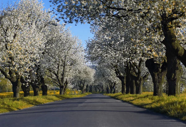 stock image Spring alley trees with flowering bloom