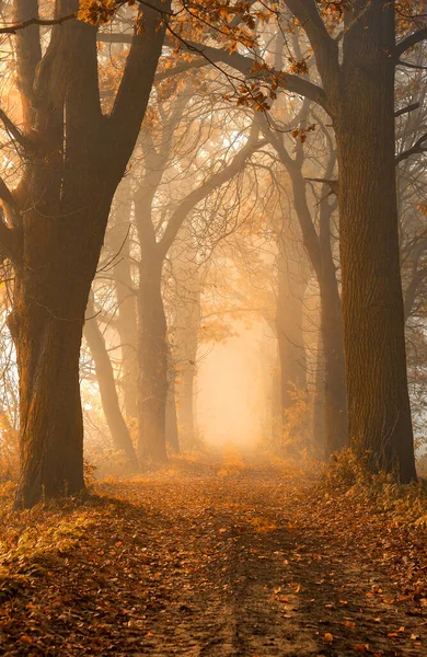Podzimní Ulička Stromů Mlhavý Les — Stock fotografie