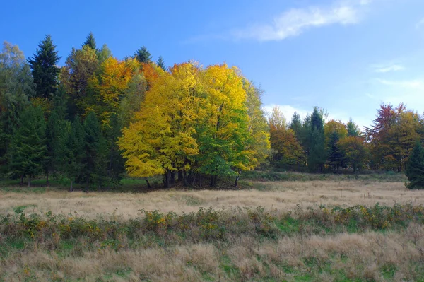 Осенний Пейзаж Деревом — стоковое фото