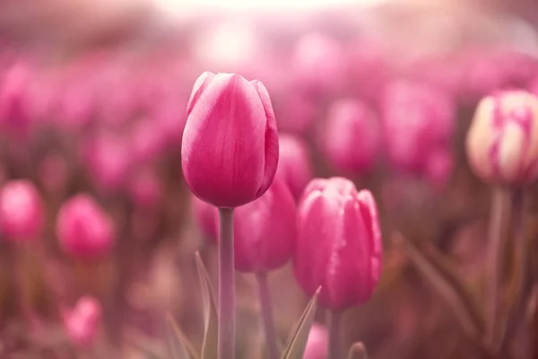 Tulipanes Flores Jardín Primavera — Foto de Stock