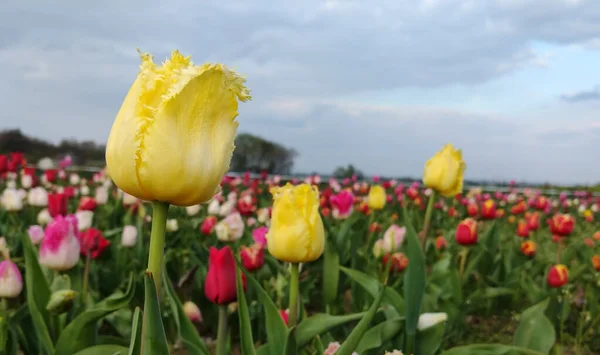 五彩缤纷的郁金香 春天的花朵 — 图库照片