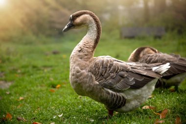 Parktaki çimlerde ördekler