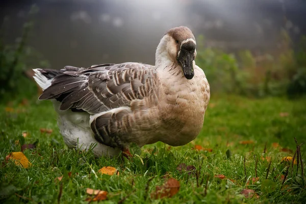 Ente Auf Der Wiese Park — Stockfoto