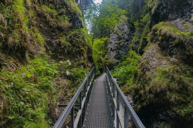 Dağda yürüyüş parkurunda. Slovakya (Janosikowe Diery )