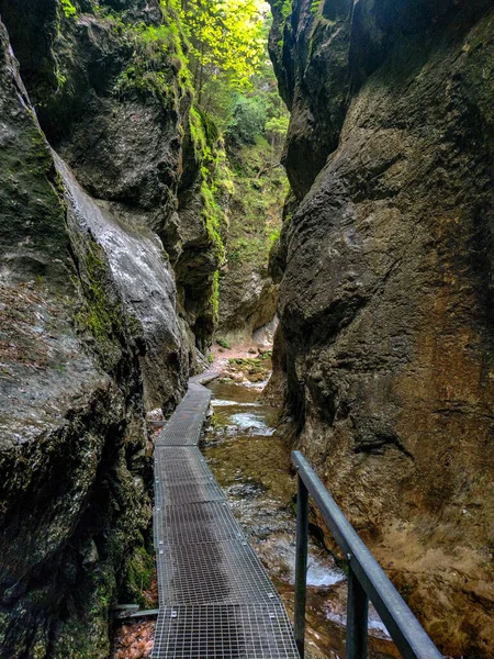 Tiro Vertical Uma Ponte Madeira Sobre Uma Floresta Verde — Fotografia de Stock