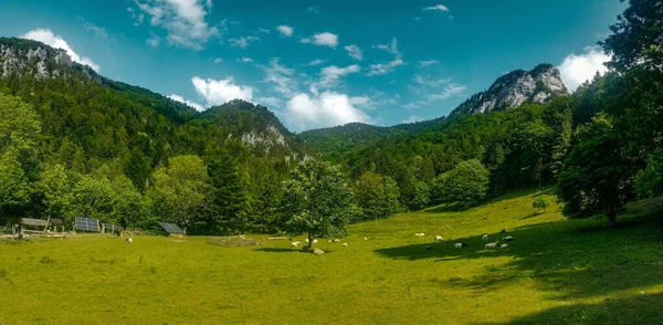 Valle Montaña Con Bosque Verde Fondo —  Fotos de Stock