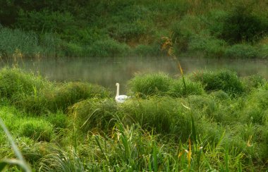 Gölde güzel beyaz bir kuğu