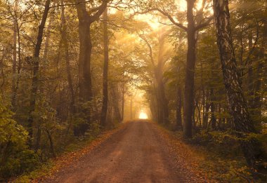 Sonbahar ormanı, güneş ışığı, sokak ağaçları...