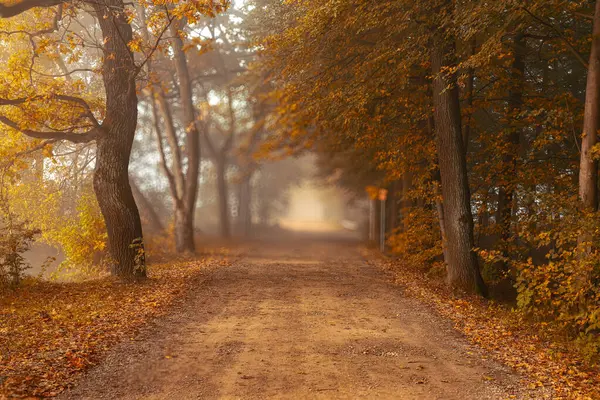 Autumn forest with sunrays, alley trees