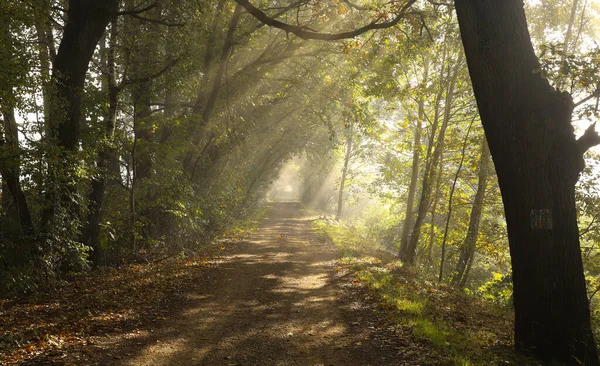 a path through the forest with a path in the rays of the sun in the fog, a beautiful morning sun rays through the branches. autumn