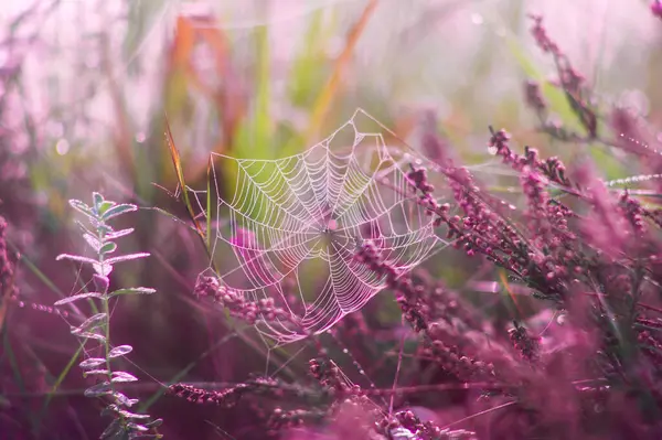 Spider Web Dew Drops Grass Morning — Stock Photo, Image