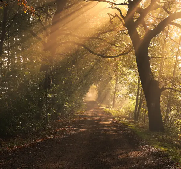 Autumn Forest Sunrays Alley Trees Stock Picture