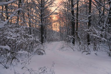 Ağaçlar ve karla kaplı kış manzarası
