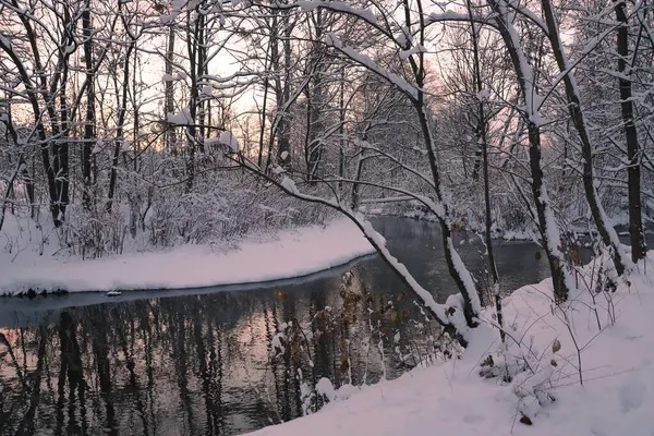 Winterwald Mit Einem Fluss — Stockfoto
