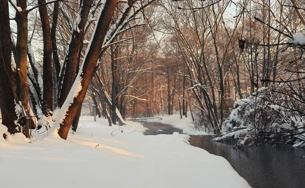 冬天的河流在森林里的雪地里 图库图片