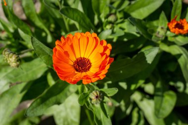 Turuncu kadife çiçeği ya da Calendula resmi çiçekleri bahçeye yakın çekim.