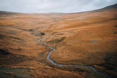 Brecon Beacons Ulusal Parkı. Tek bir ağacı olan akarsu. Carmarthenshire, Güney Galler, Birleşik Krallık.