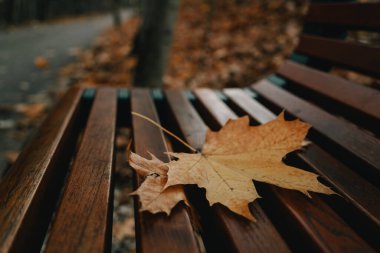 Portakallı akçaağaç güz yaprakları, fotokopi alanı olan bir bankta yakın plan çekilir. Seçici odaklanma. Sonbahar üzüntü konsepti.