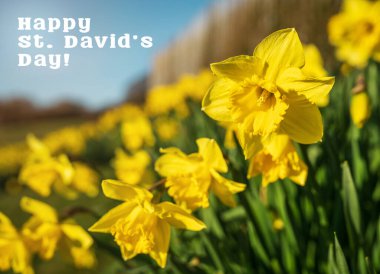 Happy St. Davids Day text with yellow daffodils flowers. Beautiful greeting card for Saint David celebration in Wales. clipart