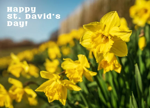 Happy St. Davids Day text with yellow daffodils flowers. Beautiful greeting card for Saint David celebration in Wales.