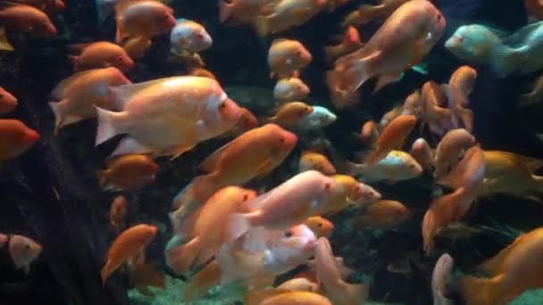 Мидас Цихлид Аквариуме Amphilophus Citrinellus Смешная Оранжевая Рыба Большим Лбом — стоковое видео