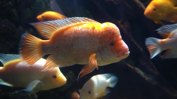 Мидас Цихлид Аквариуме Amphilophus Citrinellus Смешная Оранжевая Рыба Большим Лбом — стоковое видео