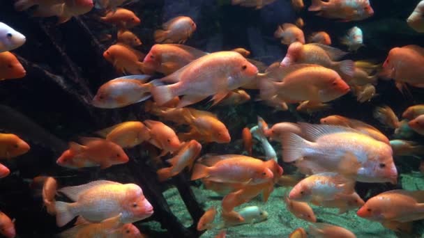 Midas Cichlid Aquarium Amphilophus Citrinellus Funny Orange Fish Big Forehead — Stock video